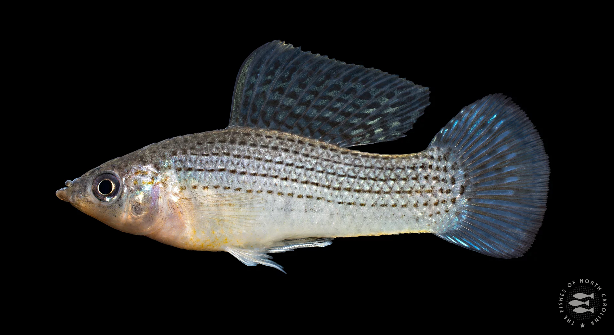 6-fish