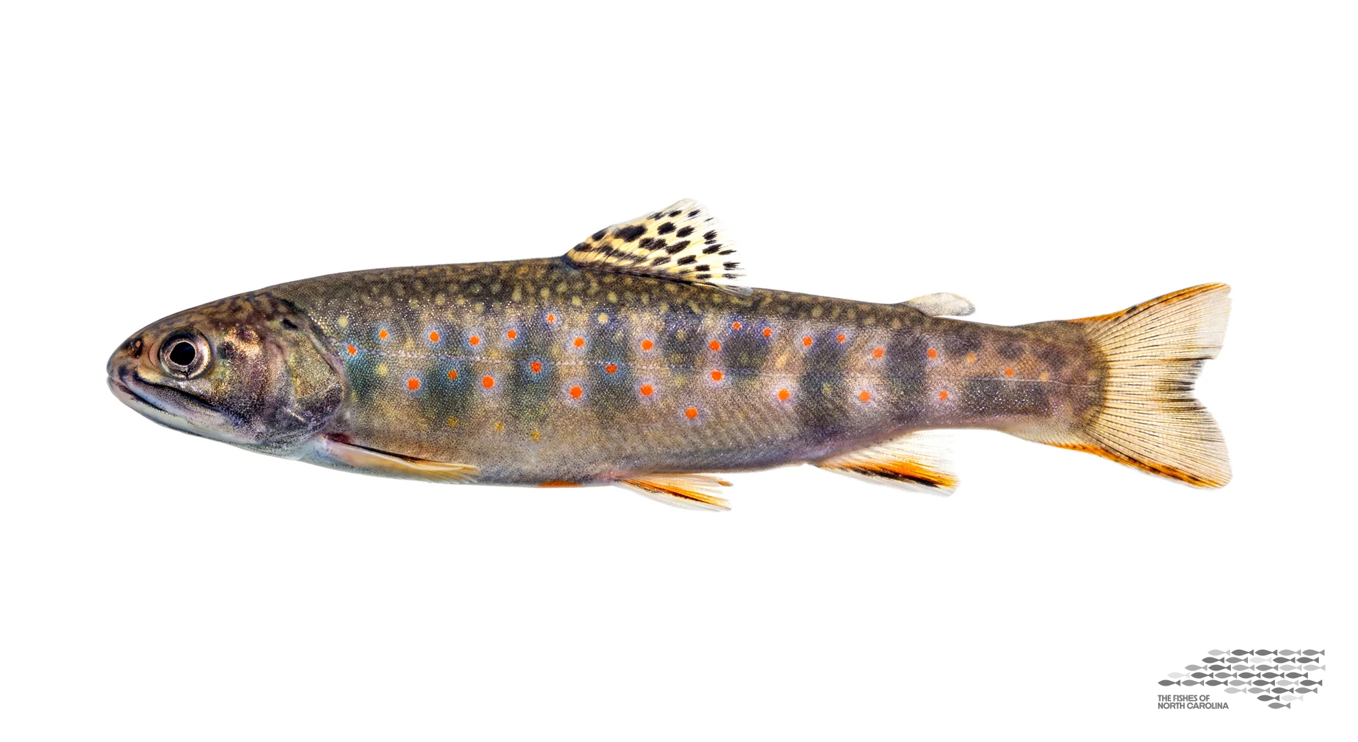 8-fish